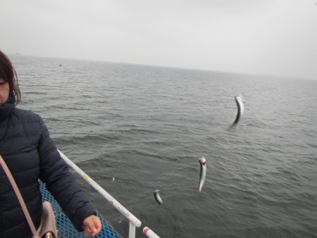 オリジナルメーカー海づり公園(市原市海づり施設) 釣果