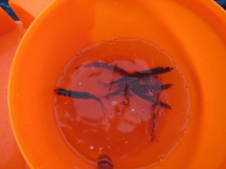 オリジナルメーカー海づり公園(市原市海づり施設) 釣果