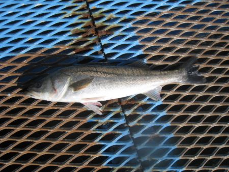 オリジナルメーカー海づり公園(市原市海づり…