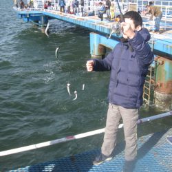 オリジナルメーカー海づり公園(市原市海づり施設) 釣果