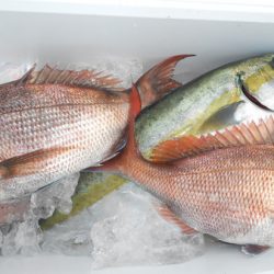 こうゆう丸 釣果