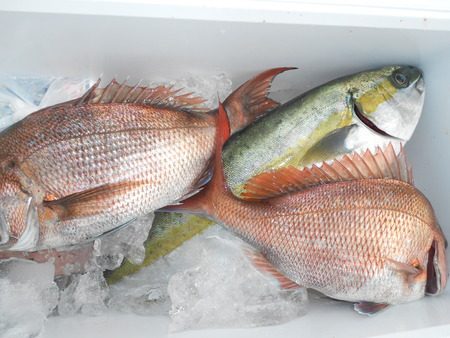 こうゆう丸 釣果