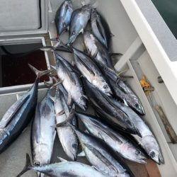 へいみつ丸 釣果