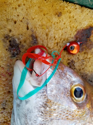 遊漁船　ニライカナイ 釣果