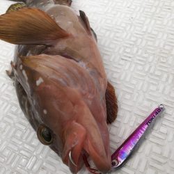 Magic(マジック) 釣果