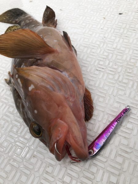 Magic(マジック) 釣果