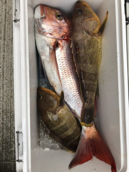 遊漁船 新鋭丸 釣果