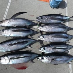 へいみつ丸 釣果