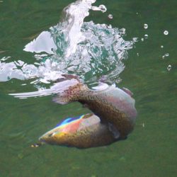 小菅トラウトガーデン 釣果