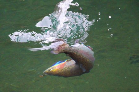 小菅トラウトガーデン 釣果