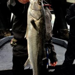 シーマジカル 釣果