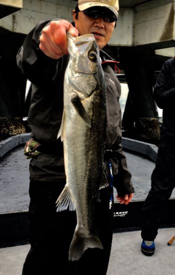 シーマジカル 釣果