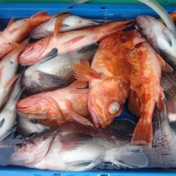 第二むつ漁丸 釣果