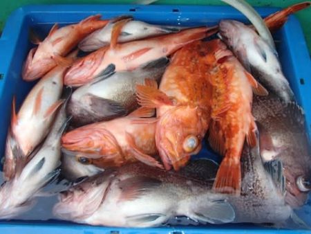 第二むつ漁丸 釣果