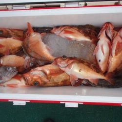 第二むつ漁丸 釣果