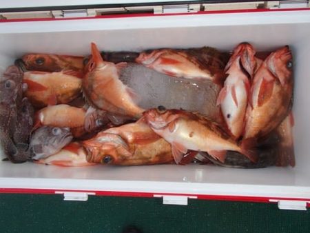 第二むつ漁丸 釣果