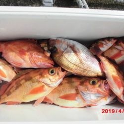 大進丸(新潟) 釣果