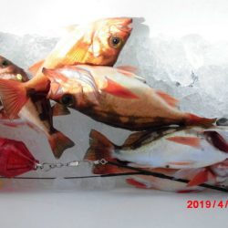 大進丸(新潟) 釣果