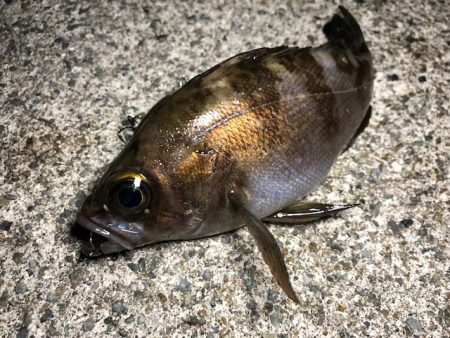 二見メバリング16