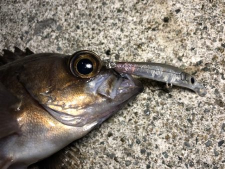 二見メバリング16