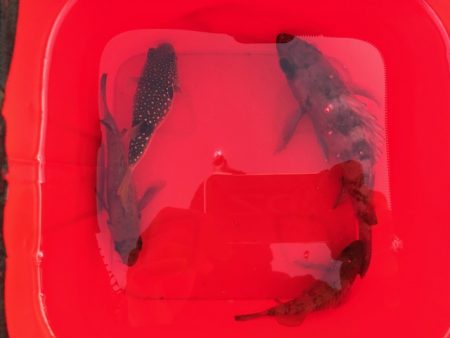 二見メバリング16