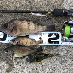 二見メバリング16