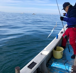 幸吉丸 釣果