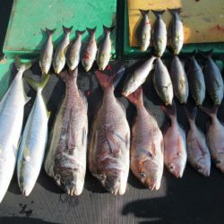 真祐丸 (しんゆうまる) 釣果