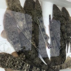 Magic（マジック） 釣果