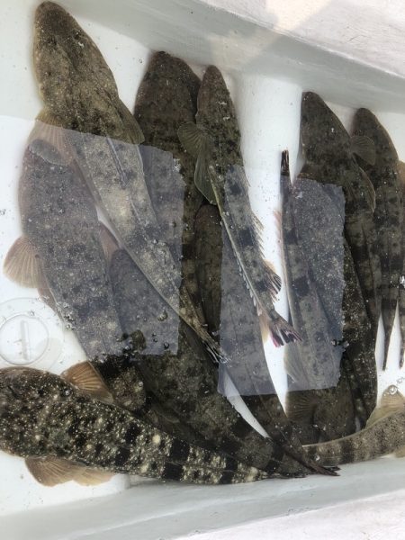 Magic（マジック） 釣果