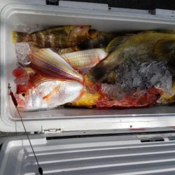 第二大福丸 釣果