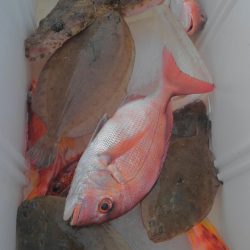 遊漁船 新鋭丸 釣果