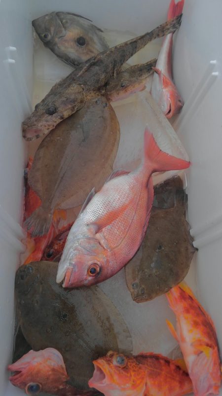 遊漁船 新鋭丸 釣果