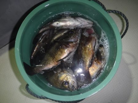 遊漁船 幸友丸 釣果