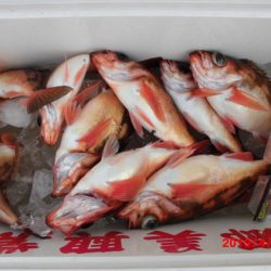 大進丸(新潟) 釣果