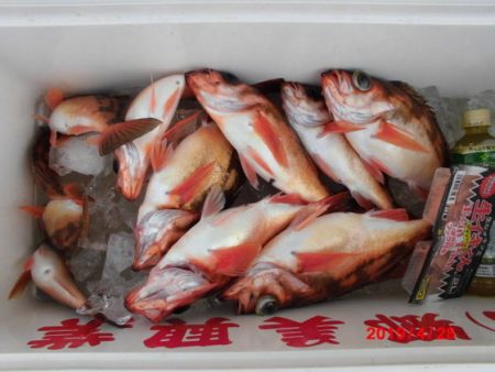 大進丸(新潟) 釣果