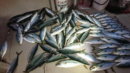 スカイマリン 釣果