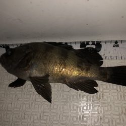 Magic(マジック) 釣果