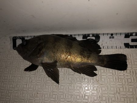 Magic(マジック) 釣果