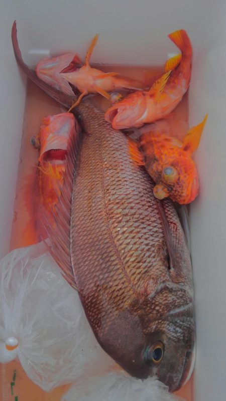 遊漁船 新鋭丸 釣果