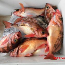 大進丸(新潟) 釣果