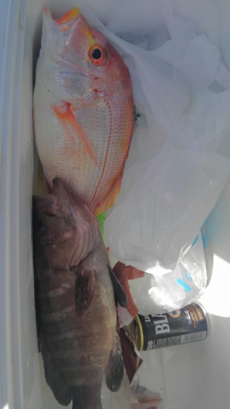 遊漁船 新鋭丸 釣果