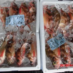 大進丸（新潟） 釣果