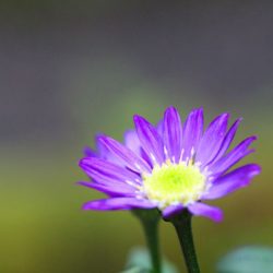 小菅トラウトガーデン 釣果