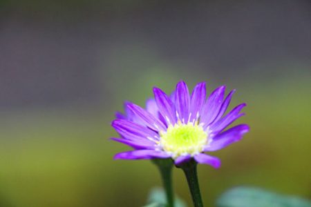 小菅トラウトガーデン 釣果