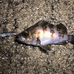 二見メバリング17