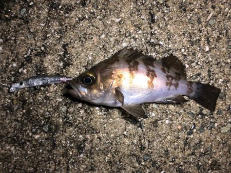 二見メバリング17