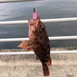 メバリングのはずが