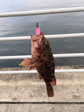 メバリングのはずが