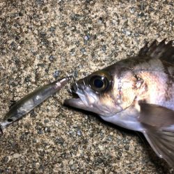 二見メバリング17